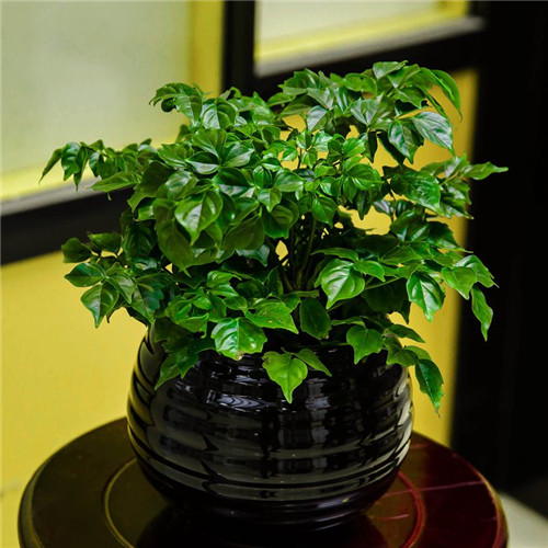 小幸福樹(shù)