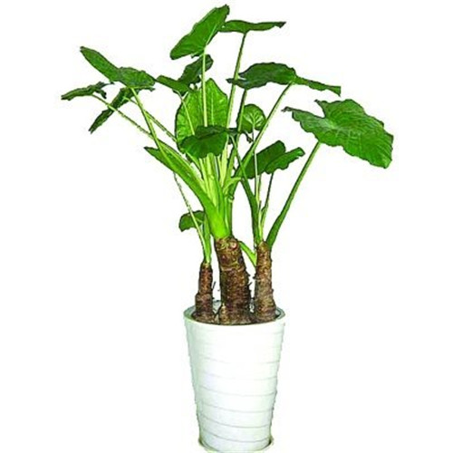 滴水觀音植物到底應該怎么養(yǎng)